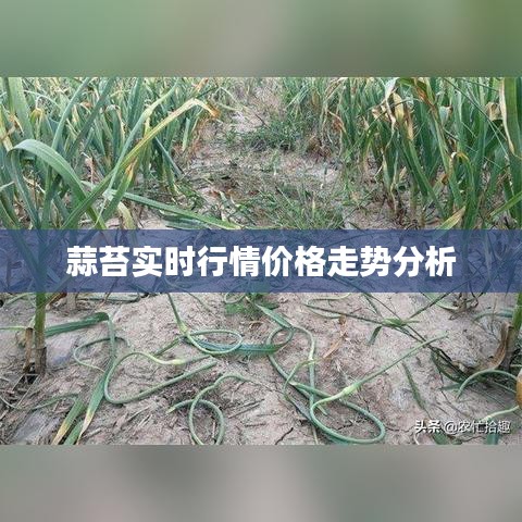 蒜苔实时行情价格走势分析
