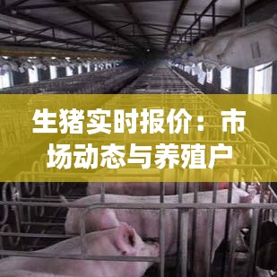 生猪实时报价：市场动态与养殖户的决策指南