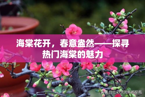海棠花开，春意盎然——探寻热门海棠的魅力