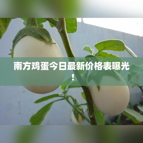 南方鸡蛋今日最新价格表曝光！