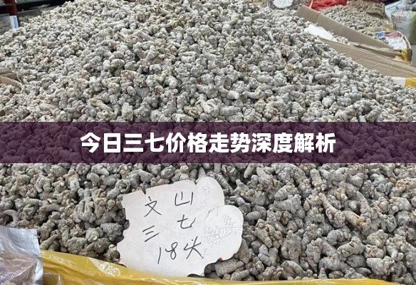 今日三七价格走势深度解析