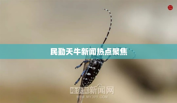 民勤天牛新闻热点聚焦