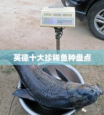 英德十大珍稀鱼种盘点