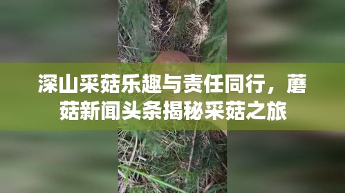 深山采菇乐趣与责任同行，蘑菇新闻头条揭秘采菇之旅