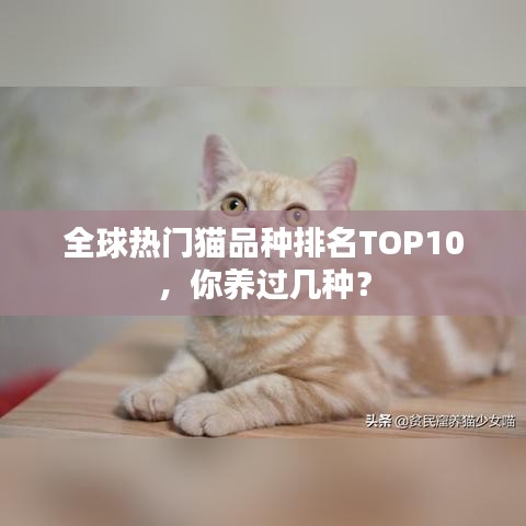 全球热门猫品种排名TOP10，你养过几种？