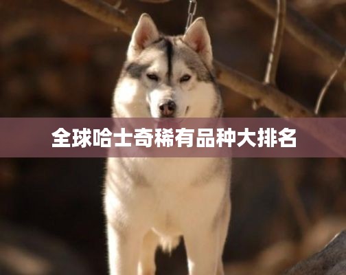 全球哈士奇稀有品种大排名