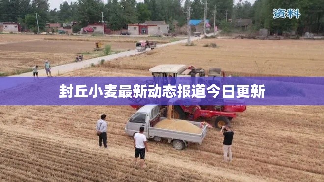 封丘小麦最新动态报道今日更新