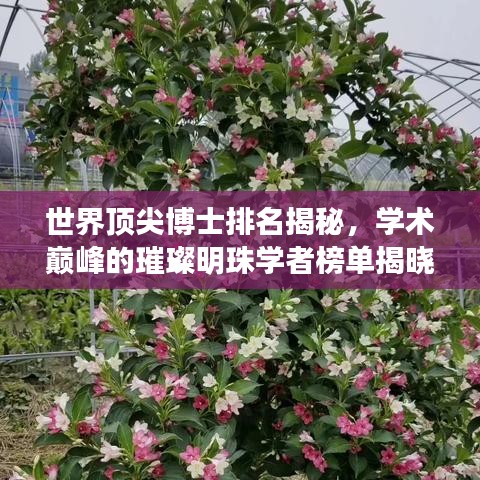 世界顶尖博士排名揭秘，学术巅峰的璀璨明珠学者榜单揭晓！
