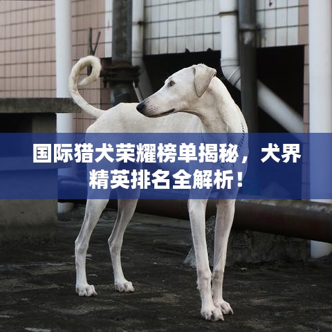 国际猎犬荣耀榜单揭秘，犬界精英排名全解析！