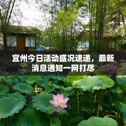 宜州今日活动盛况速递，最新消息通知一网打尽