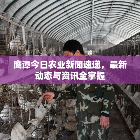 鹰潭今日农业新闻速递，最新动态与资讯全掌握