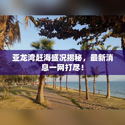 亚龙湾赶海盛况揭秘，最新消息一网打尽！