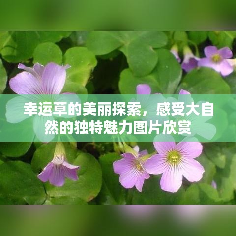 幸运草的美丽探索，感受大自然的独特魅力图片欣赏