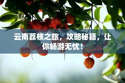云南荔枝之旅，攻略秘籍，让你畅游无忧！