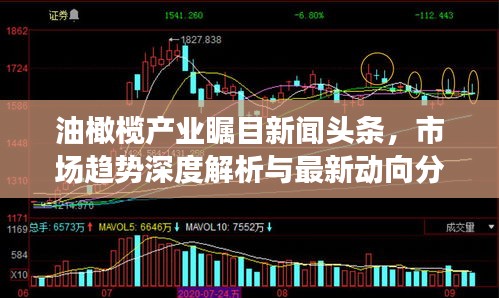 油橄榄产业瞩目新闻头条，市场趋势深度解析与最新动向分析