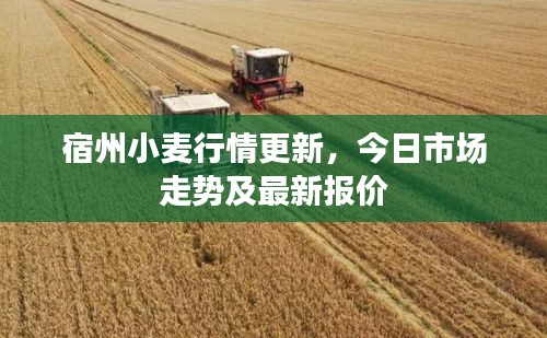 宿州小麦行情更新，今日市场走势及最新报价