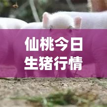 仙桃今日生猪行情，最新价格、市场走势及影响因素深度解析
