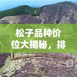 松子品种价位大揭秘，排名前十的优质松子推荐！