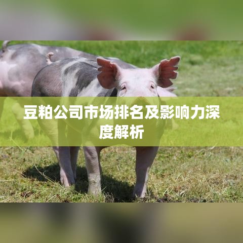 豆粕公司市场排名及影响力深度解析