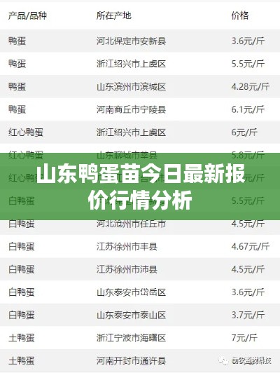 山东鸭蛋苗今日最新报价行情分析