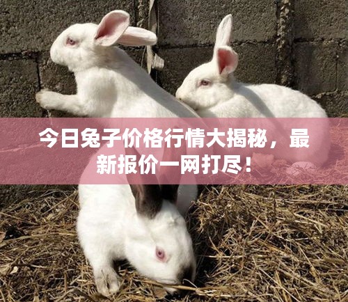 今日兔子价格行情大揭秘，最新报价一网打尽！