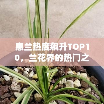 惠兰热度飙升TOP10，兰花界的热门之选大揭秘