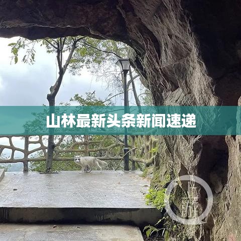 山林最新头条新闻速递