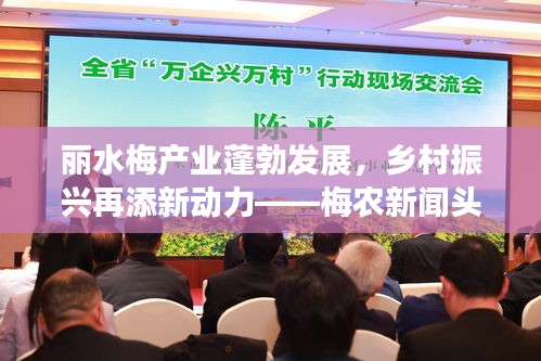 丽水梅产业蓬勃发展，乡村振兴再添新动力——梅农新闻头条
