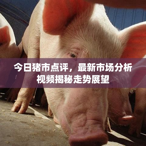 今日猪市点评，最新市场分析视频揭秘走势展望