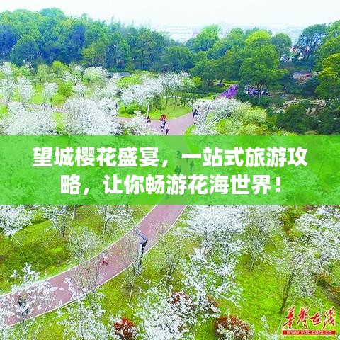 望城樱花盛宴，一站式旅游攻略，让你畅游花海世界！