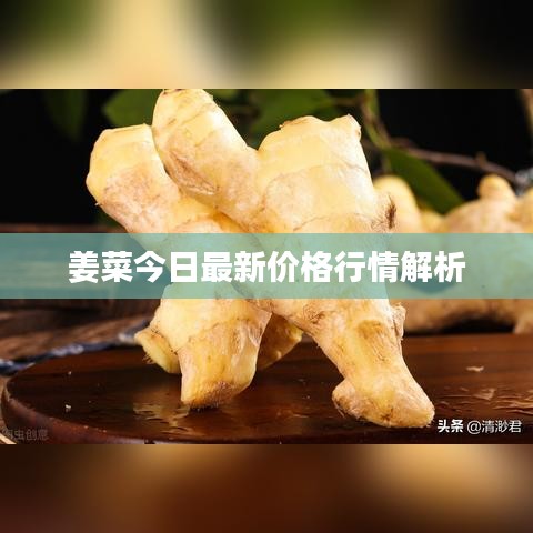 姜菜今日最新价格行情解析