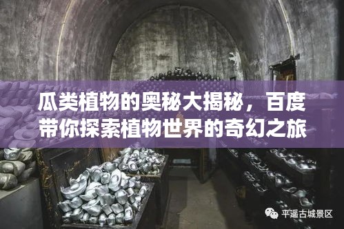 瓜类植物的奥秘大揭秘，百度带你探索植物世界的奇幻之旅