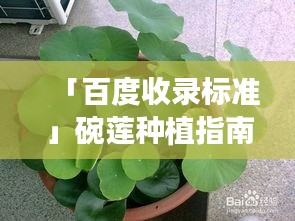 「百度收录标准」碗莲种植指南，轻松掌握种植技巧！
