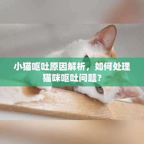 小猫呕吐原因解析，如何处理猫咪呕吐问题？