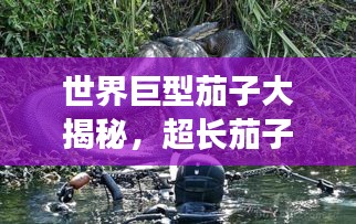 世界巨型茄子大揭秘，超长茄子排名与奇妙探索之旅