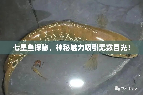 七星鱼探秘，神秘魅力吸引无数目光！