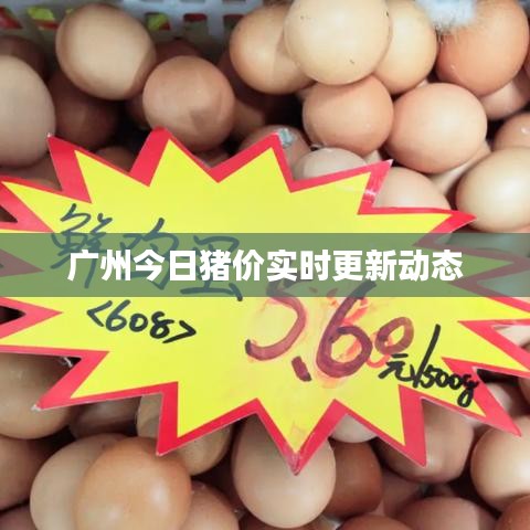 广州今日猪价实时更新动态