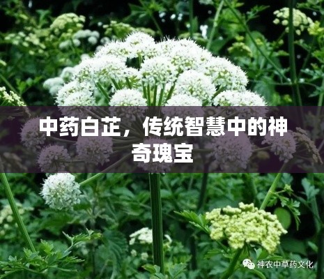 中药白芷，传统智慧中的神奇瑰宝