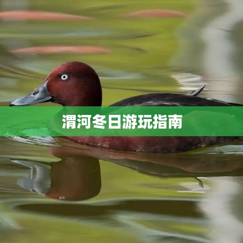 渭河冬日游玩指南