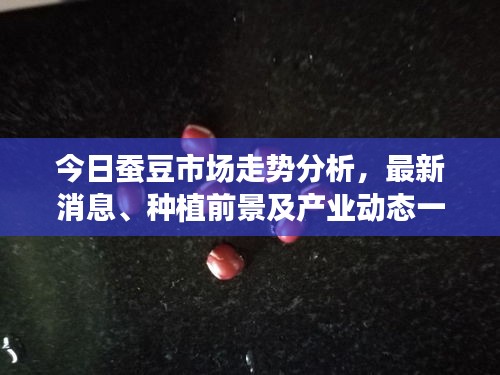 今日蚕豆市场走势分析，最新消息、种植前景及产业动态一网打尽
