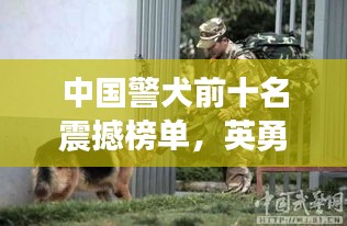 中国警犬前十名震撼榜单，英勇无畏的守护者排名大揭秘！