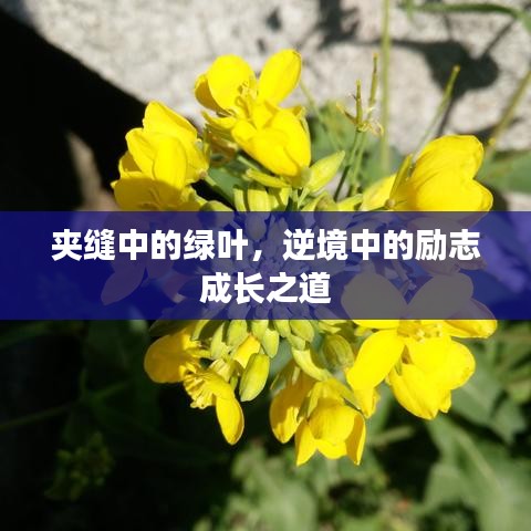 夹缝中的绿叶，逆境中的励志成长之道