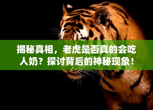 揭秘真相，老虎是否真的会吃人奶？探讨背后的神秘现象！