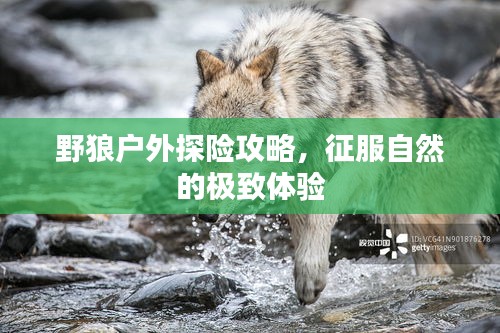 野狼户外探险攻略，征服自然的极致体验
