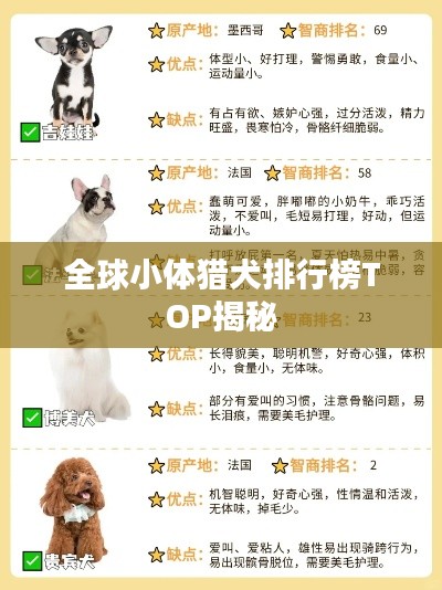 全球小体猎犬排行榜TOP揭秘
